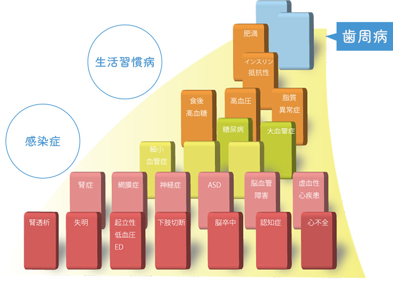 メタボリックドミノ